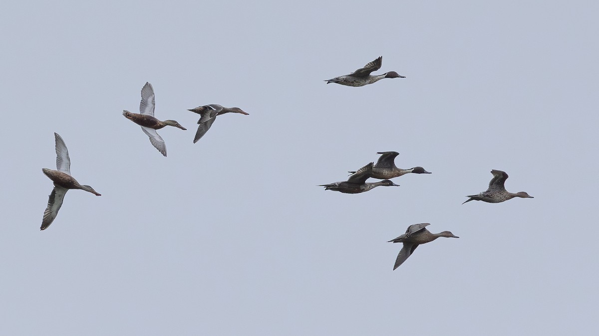 Ánade Rabudo - ML646171359