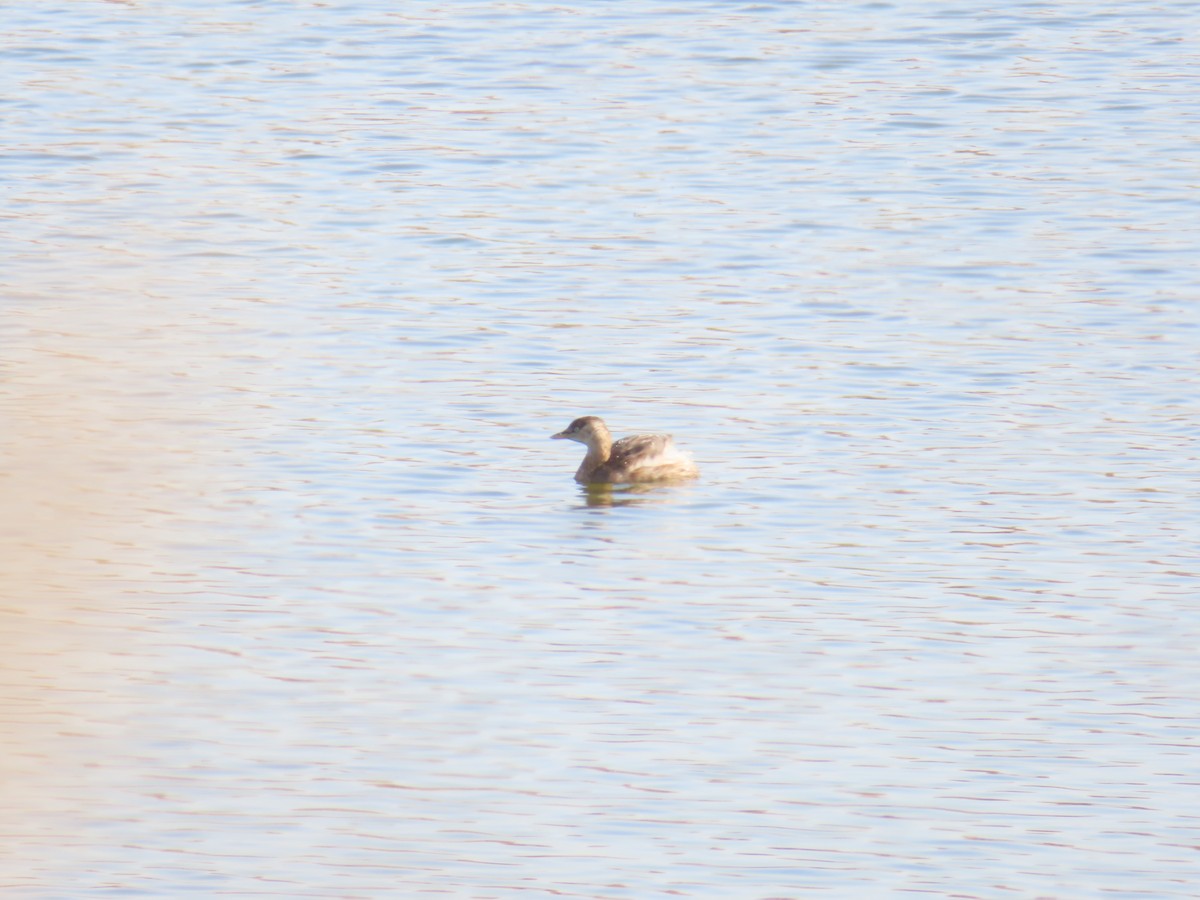 Zampullín Común - ML646171361