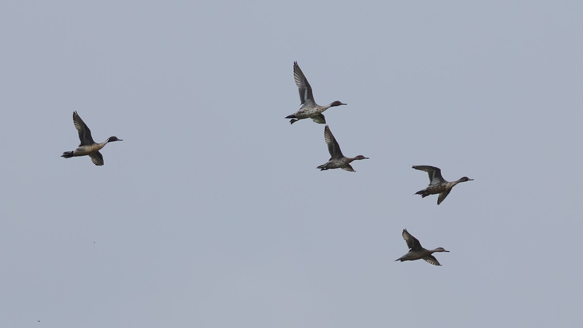 Ánade Rabudo - ML646171363