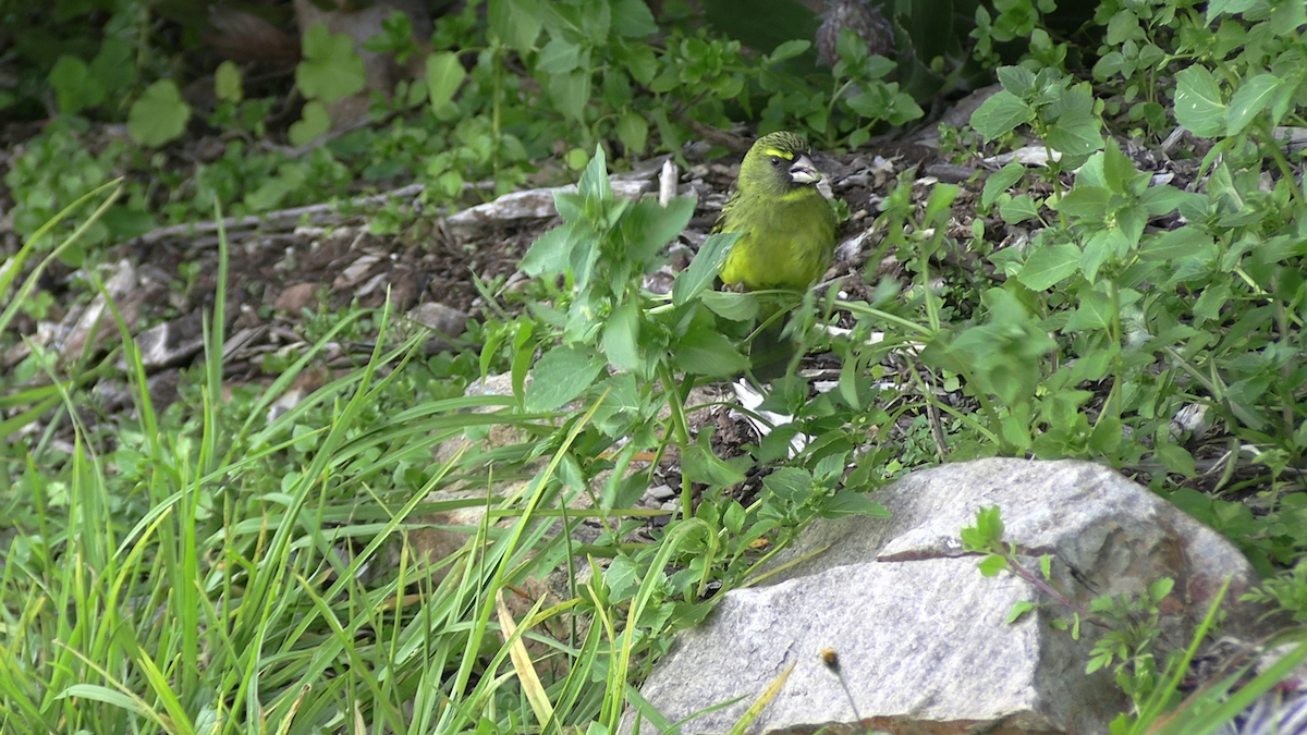 Serín Forestal - ML646171366