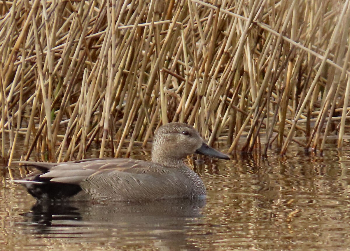 Ánade Friso - ML646171367