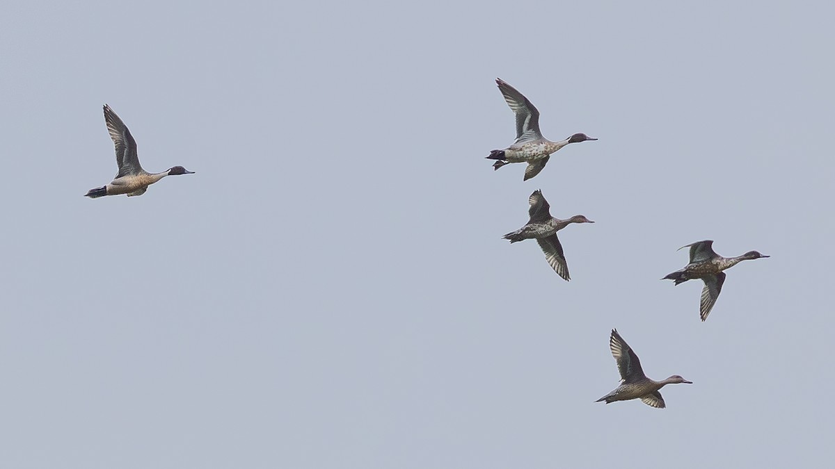 Ánade Rabudo - ML646171368