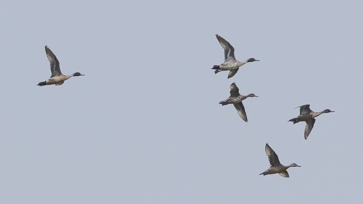 Ánade Rabudo - ML646171369