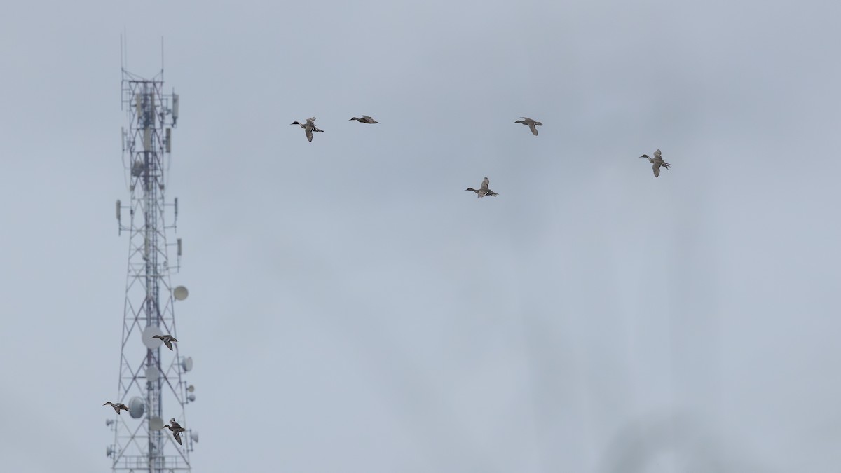 Ánade Rabudo - ML646171377