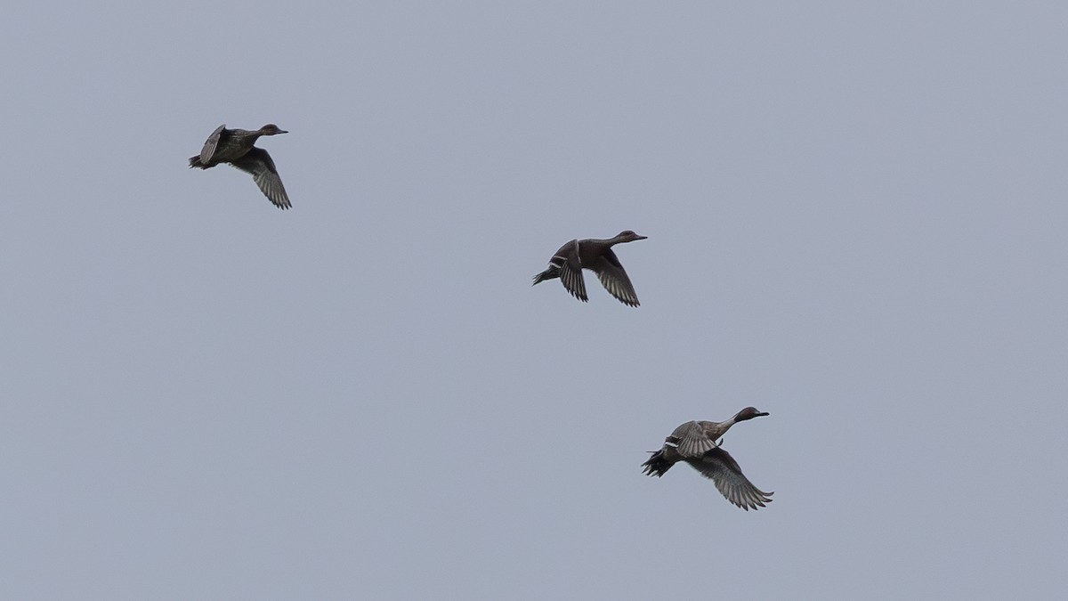 Ánade Rabudo - ML646171378