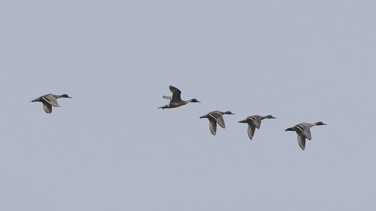 Ánade Rabudo - ML646171379