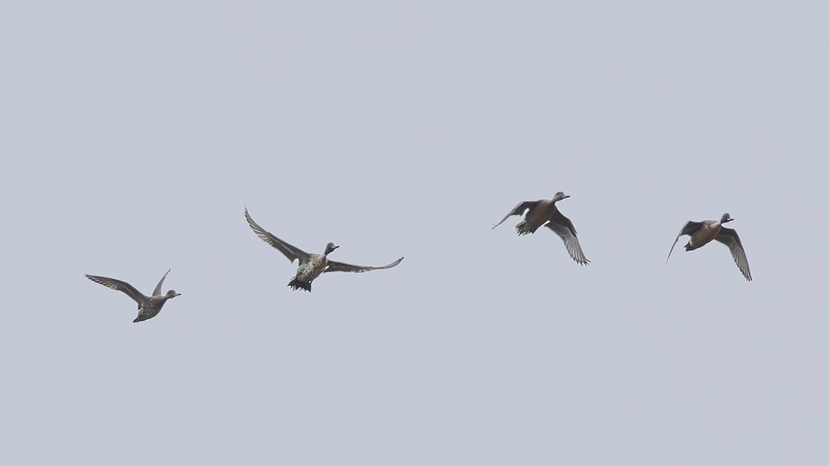 Ánade Rabudo - ML646171381