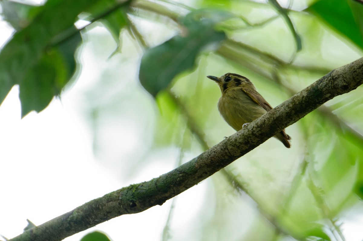 Picoplano Coronado - ML646171382