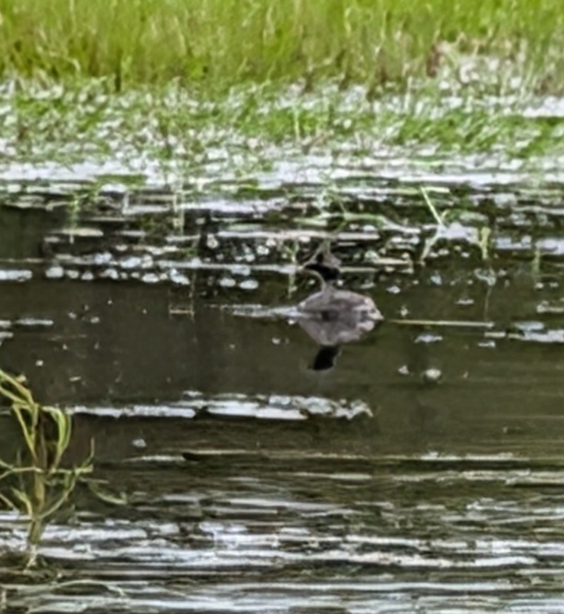 Least Grebe - ML646171386