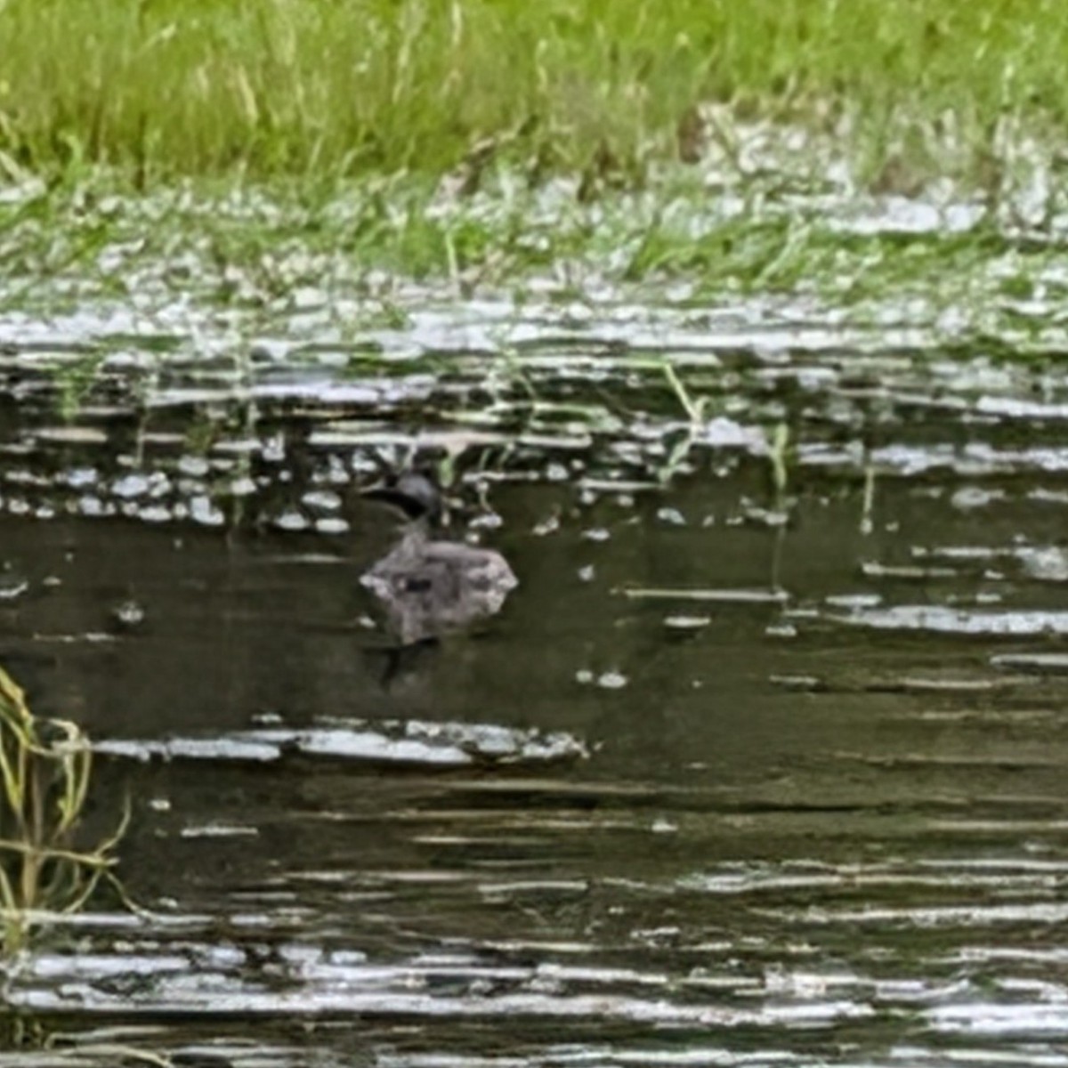 Least Grebe - ML646171387