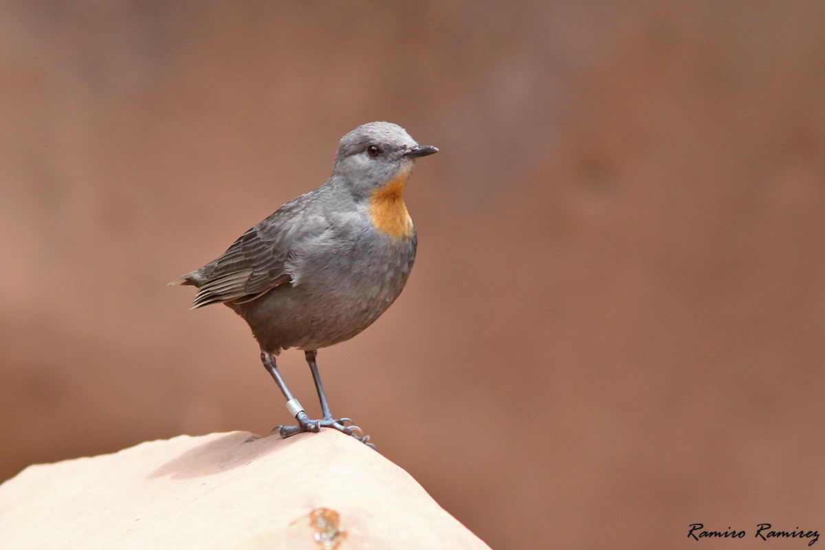 Rufous-throated Dipper - ML646171394