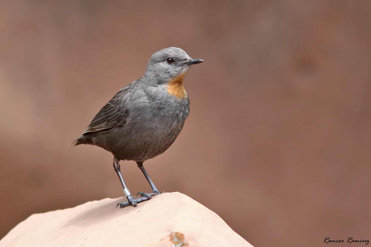 Rufous-throated Dipper - ML646171395