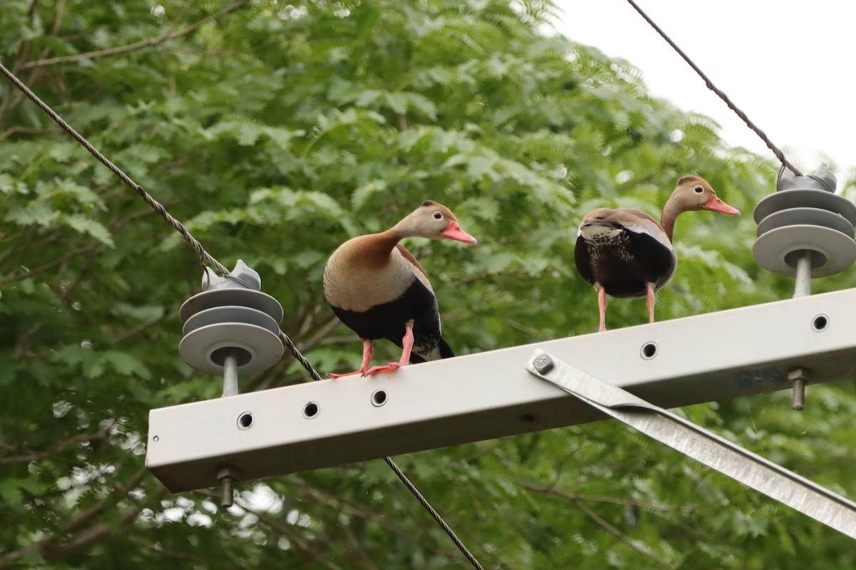 Dendrocygne à ventre noir - ML646171398