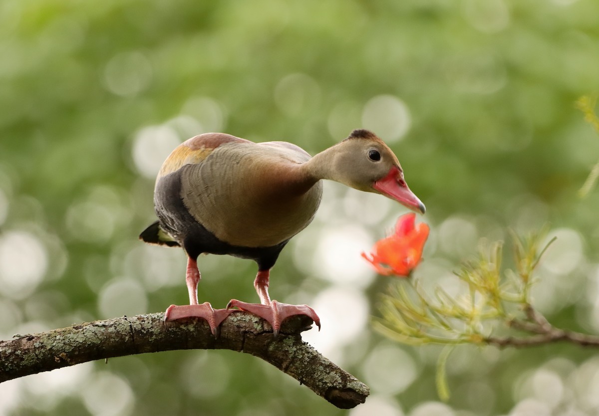 Dendrocygne à ventre noir - ML646171399