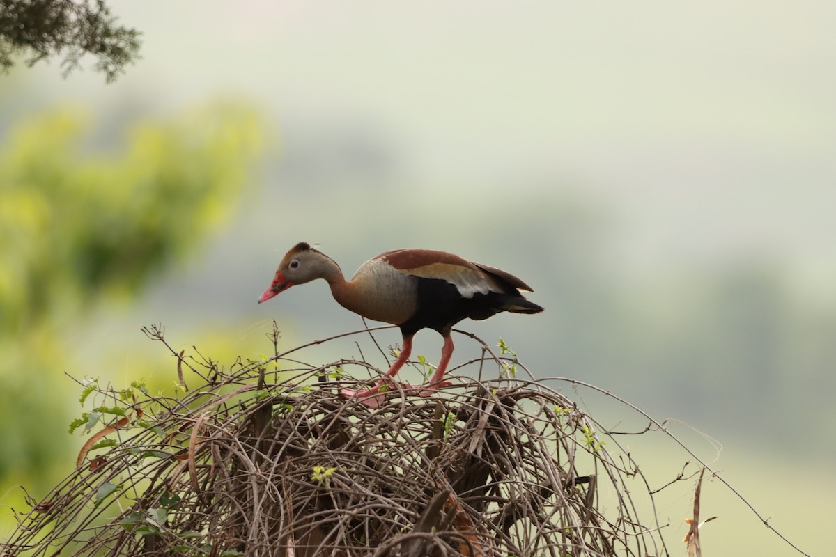 Dendrocygne à ventre noir - ML646171400