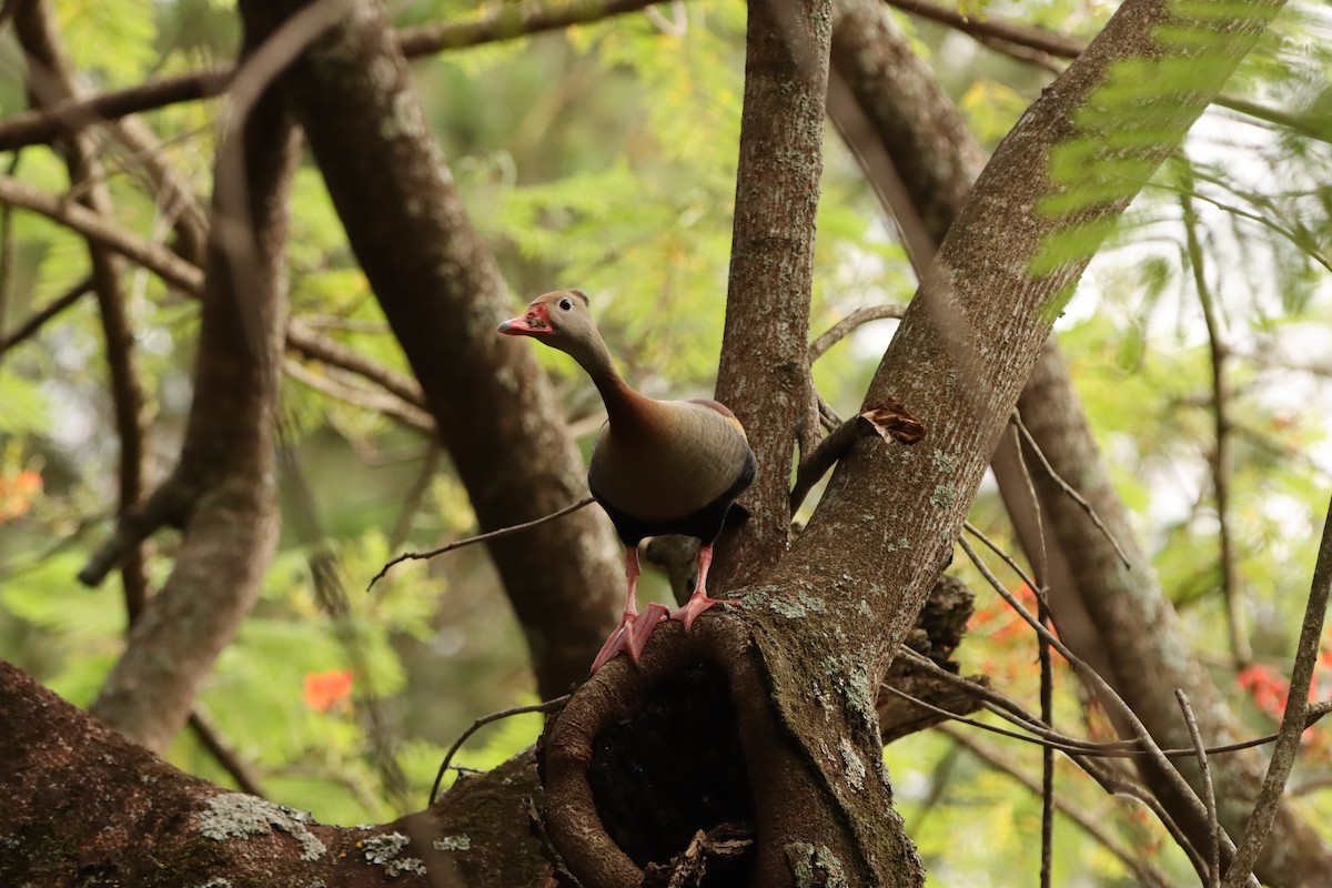 Dendrocygne à ventre noir - ML646171401