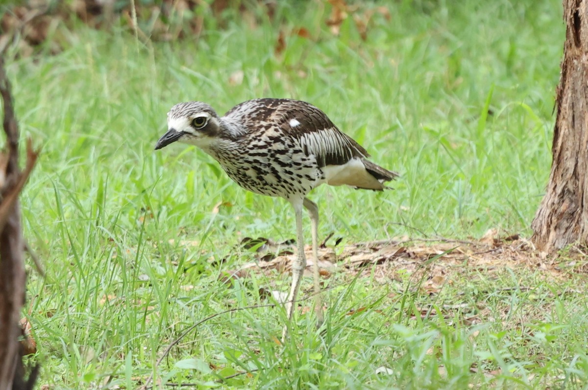 Oedicnème bridé - ML646171403