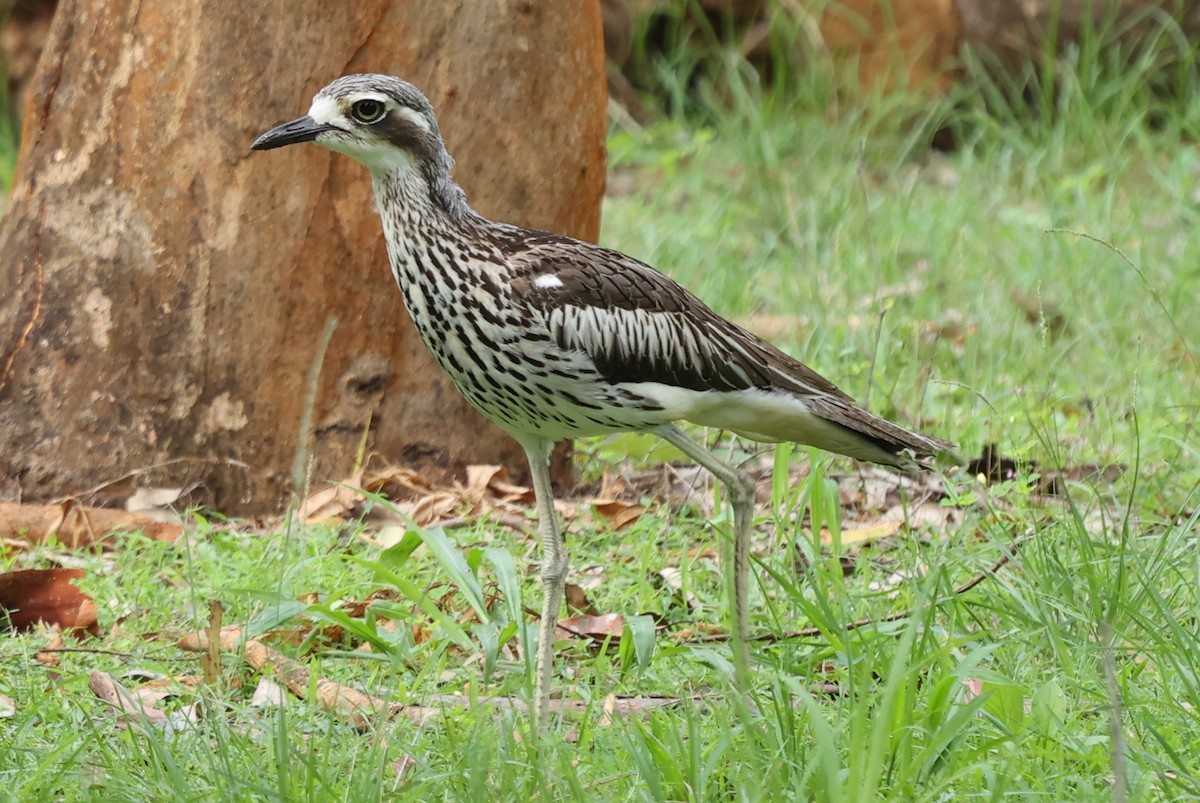 Oedicnème bridé - ML646171404