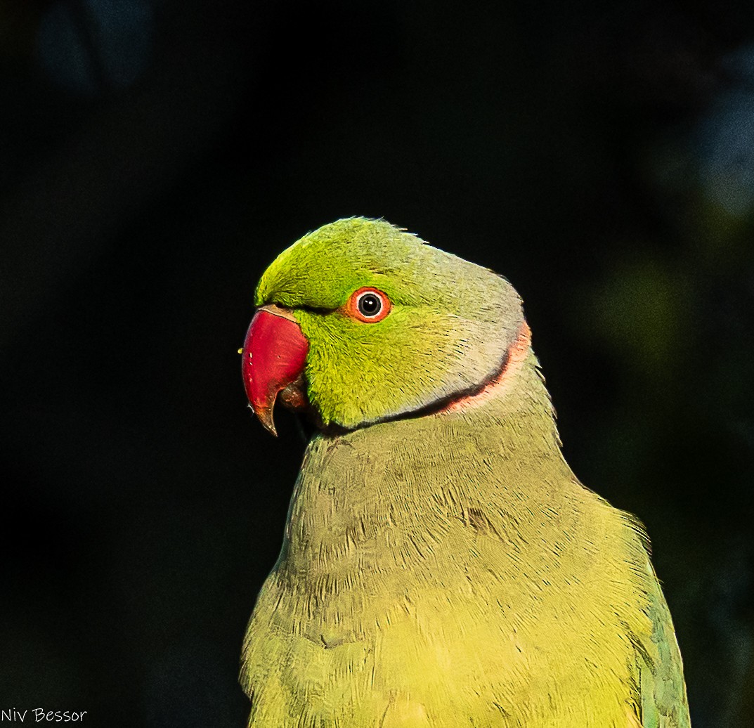 Perruche à collier - ML646171405