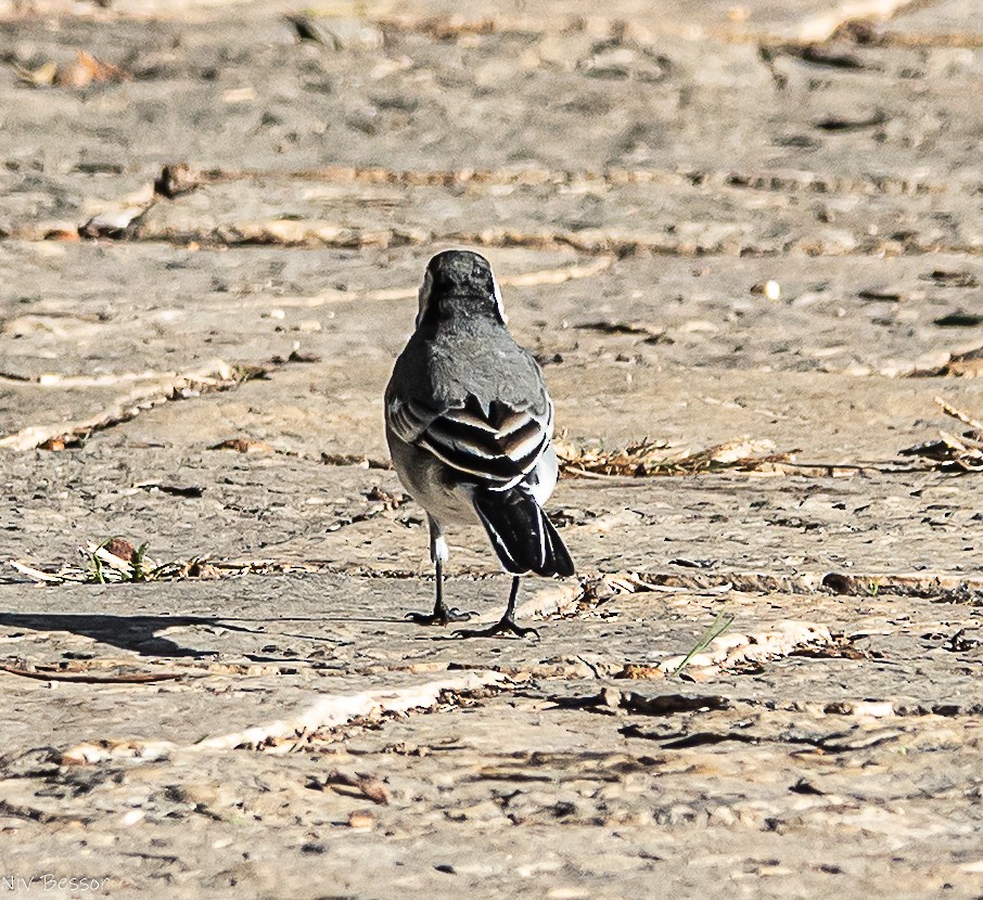 Bergeronnette grise - ML646171406