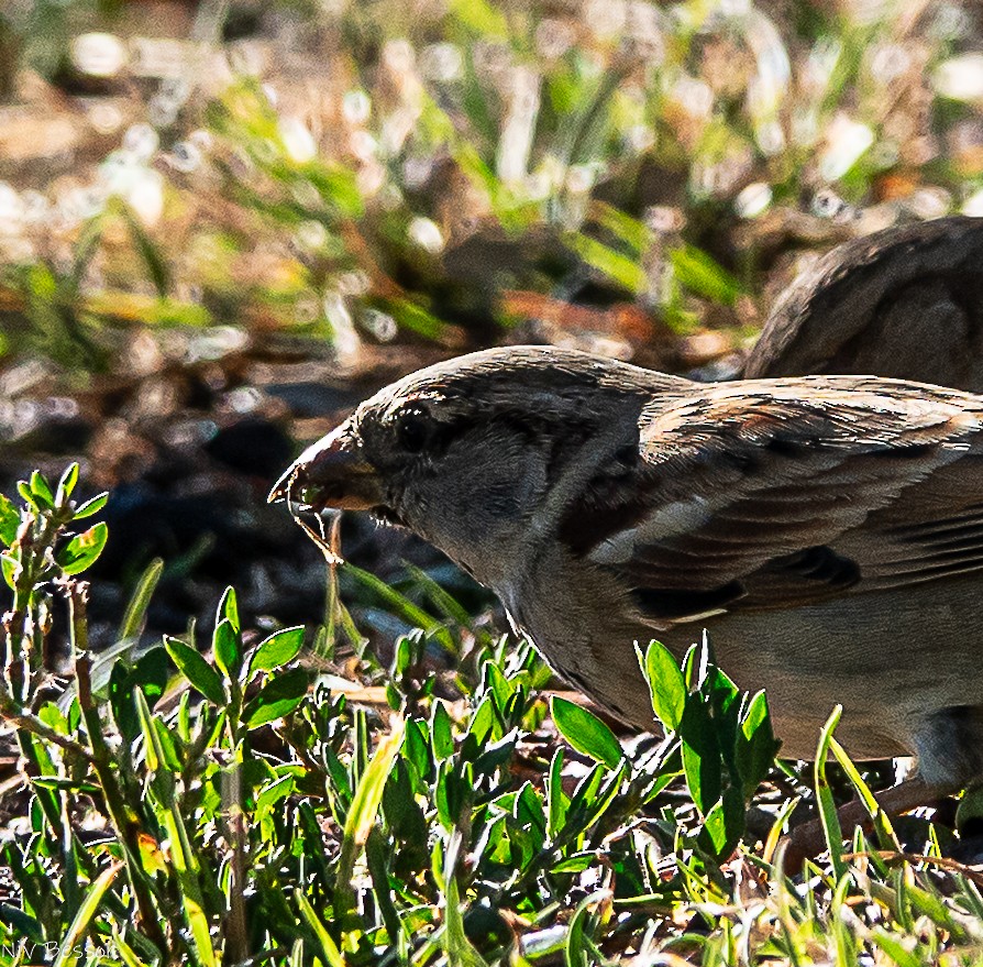 Perruche à collier - ML646171407