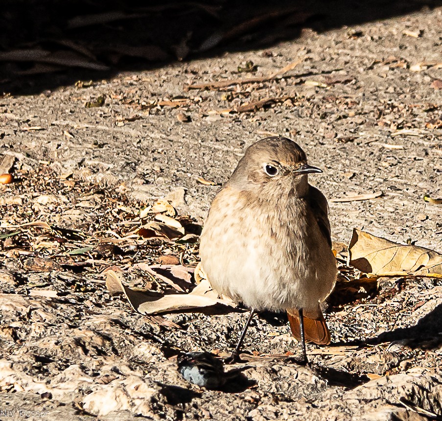 Perruche à collier - ML646171408