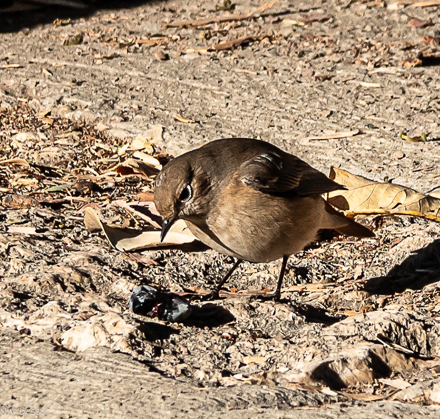 Perruche à collier - ML646171409