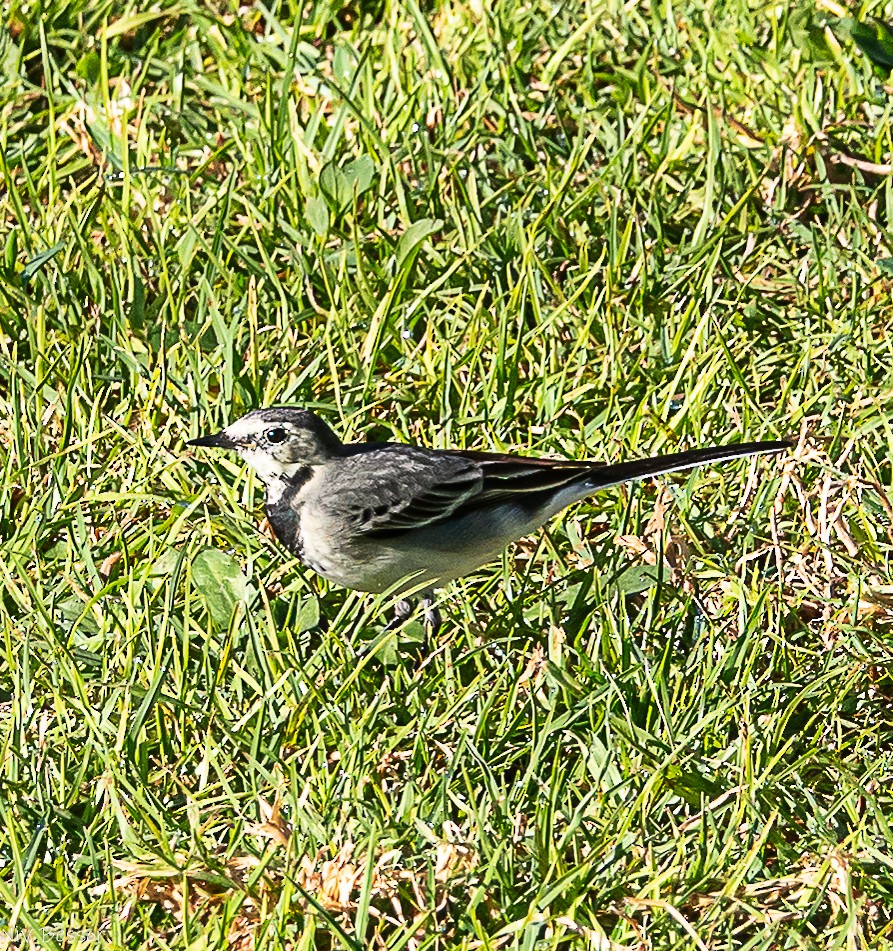 Bergeronnette grise - ML646171410