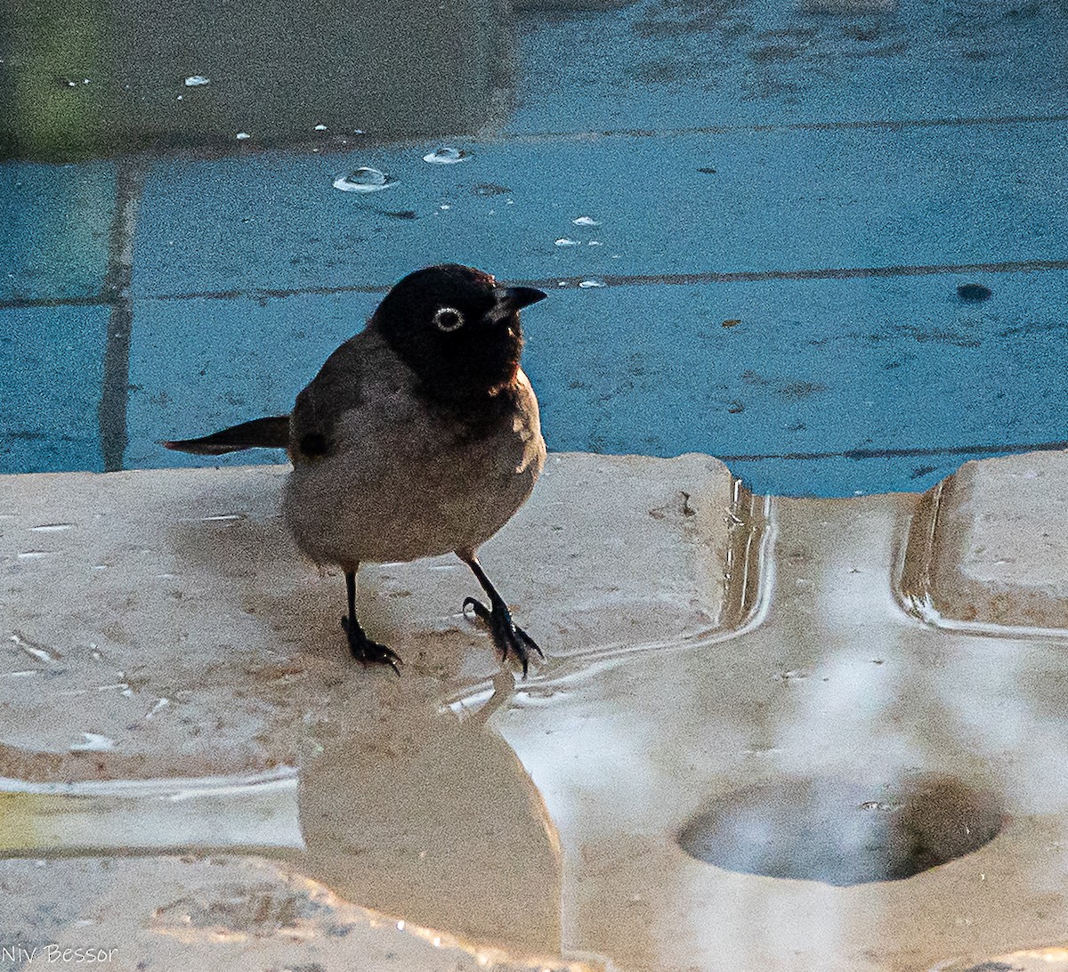 Bulbul d'Arabie - ML646171411