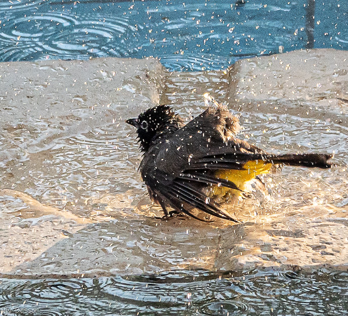 Bulbul d'Arabie - ML646171412