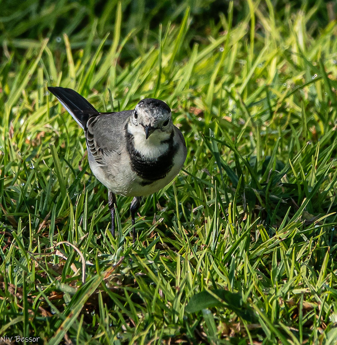 Bergeronnette grise - ML646171413