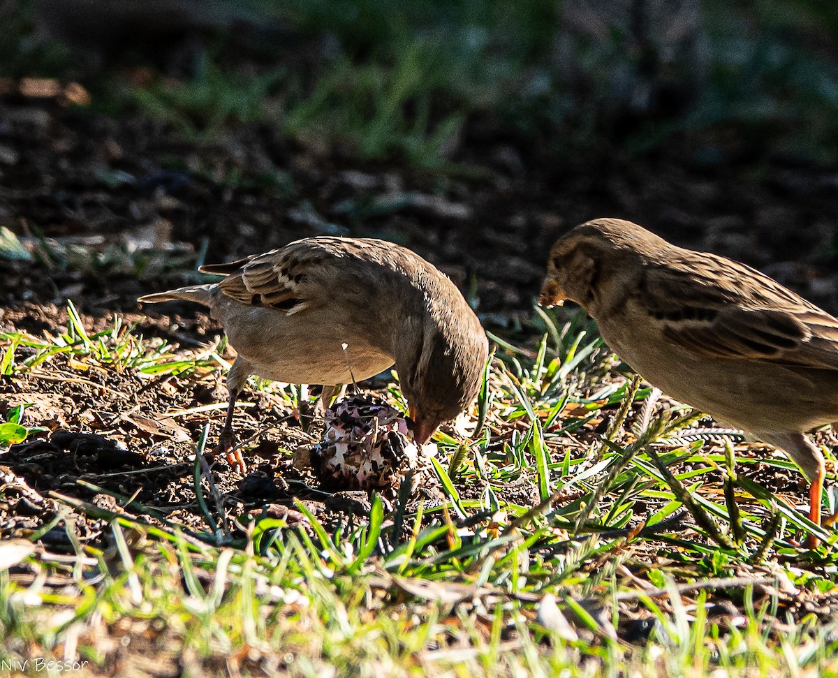 Perruche à collier - ML646171414