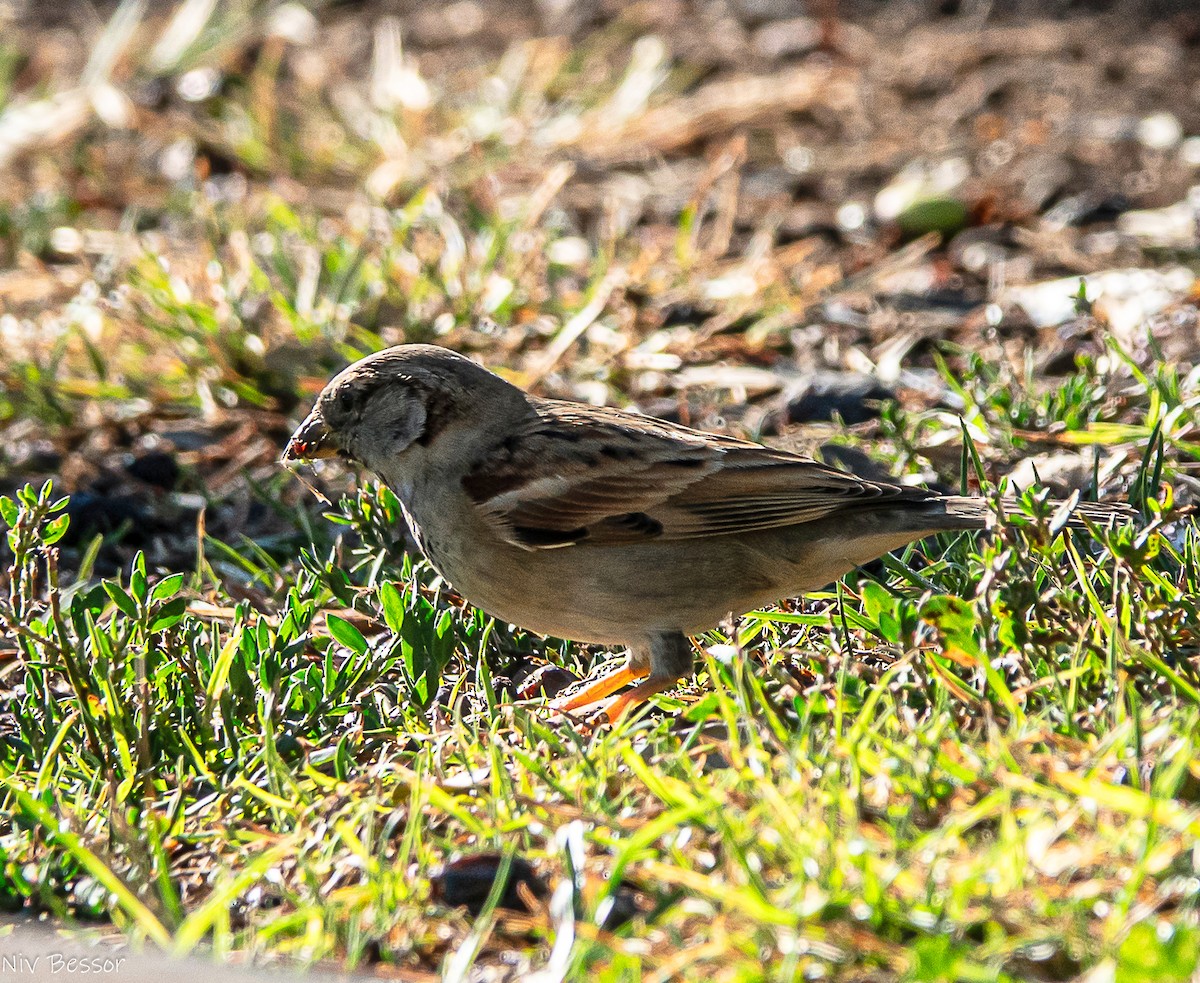 Perruche à collier - ML646171415
