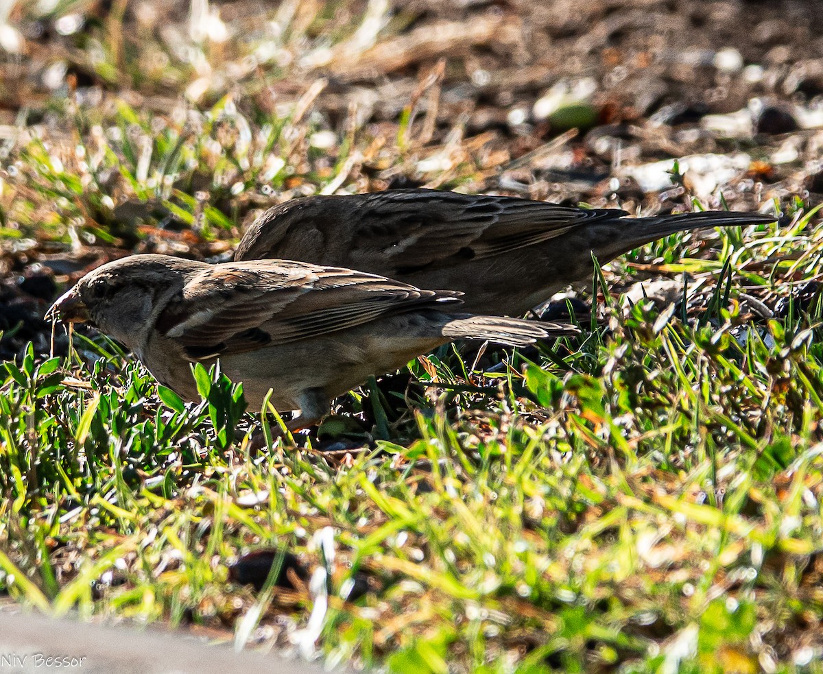 Perruche à collier - ML646171416