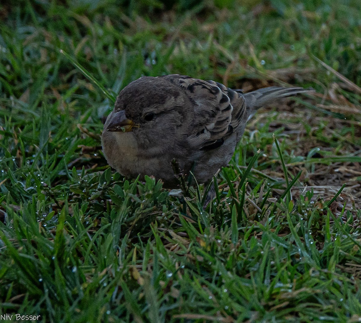Perruche à collier - ML646171417