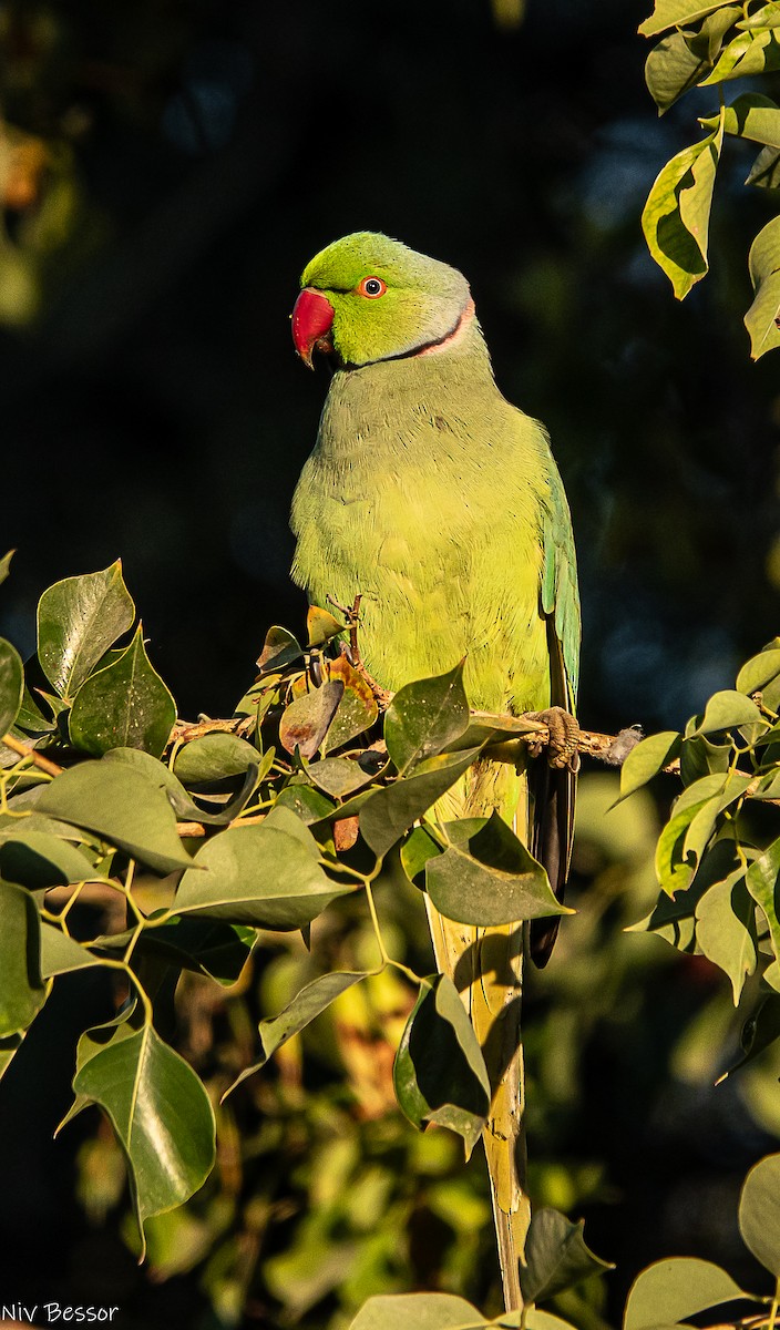 Perruche à collier - ML646171418