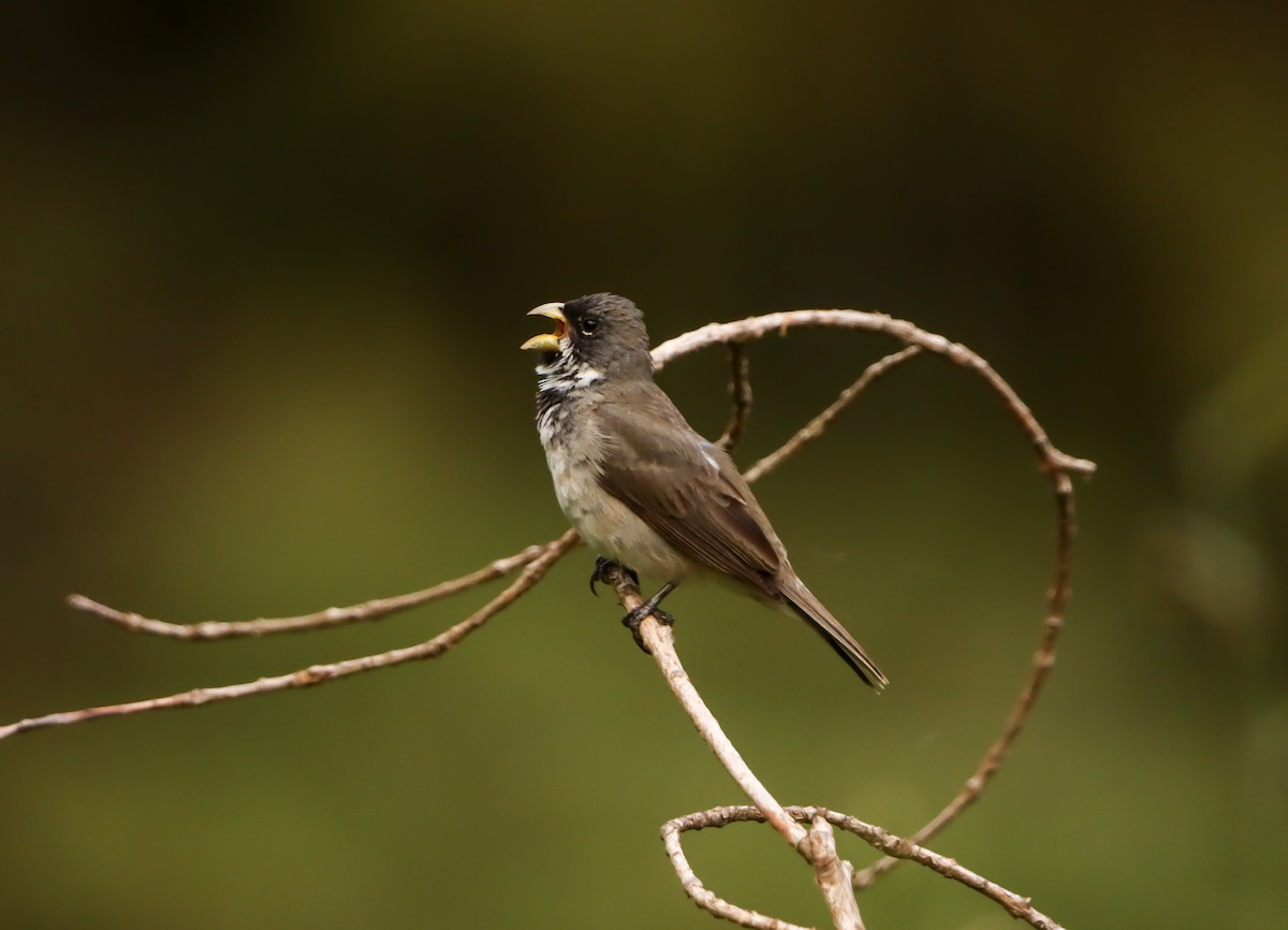 Sporophile à col double - ML646171419