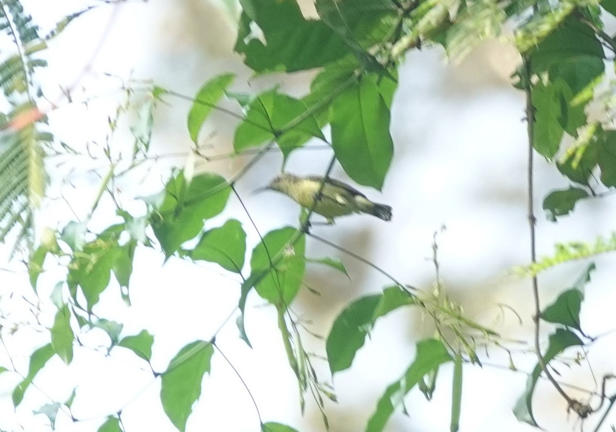 Souimanga olivâtre - ML646171420