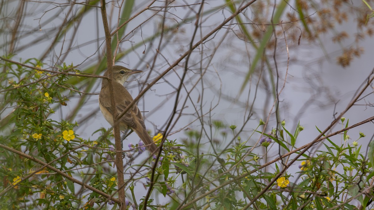 Rousserolle d'Orient - ML646171423