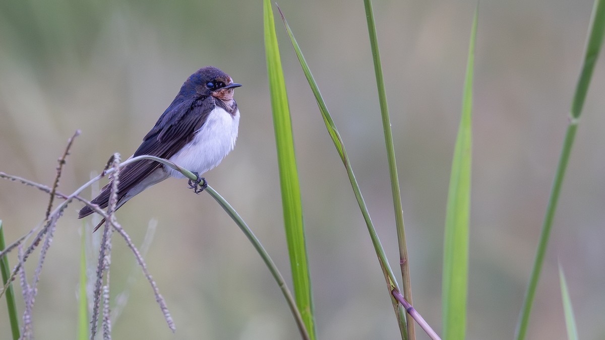 Hirondelle rustique - ML646171425