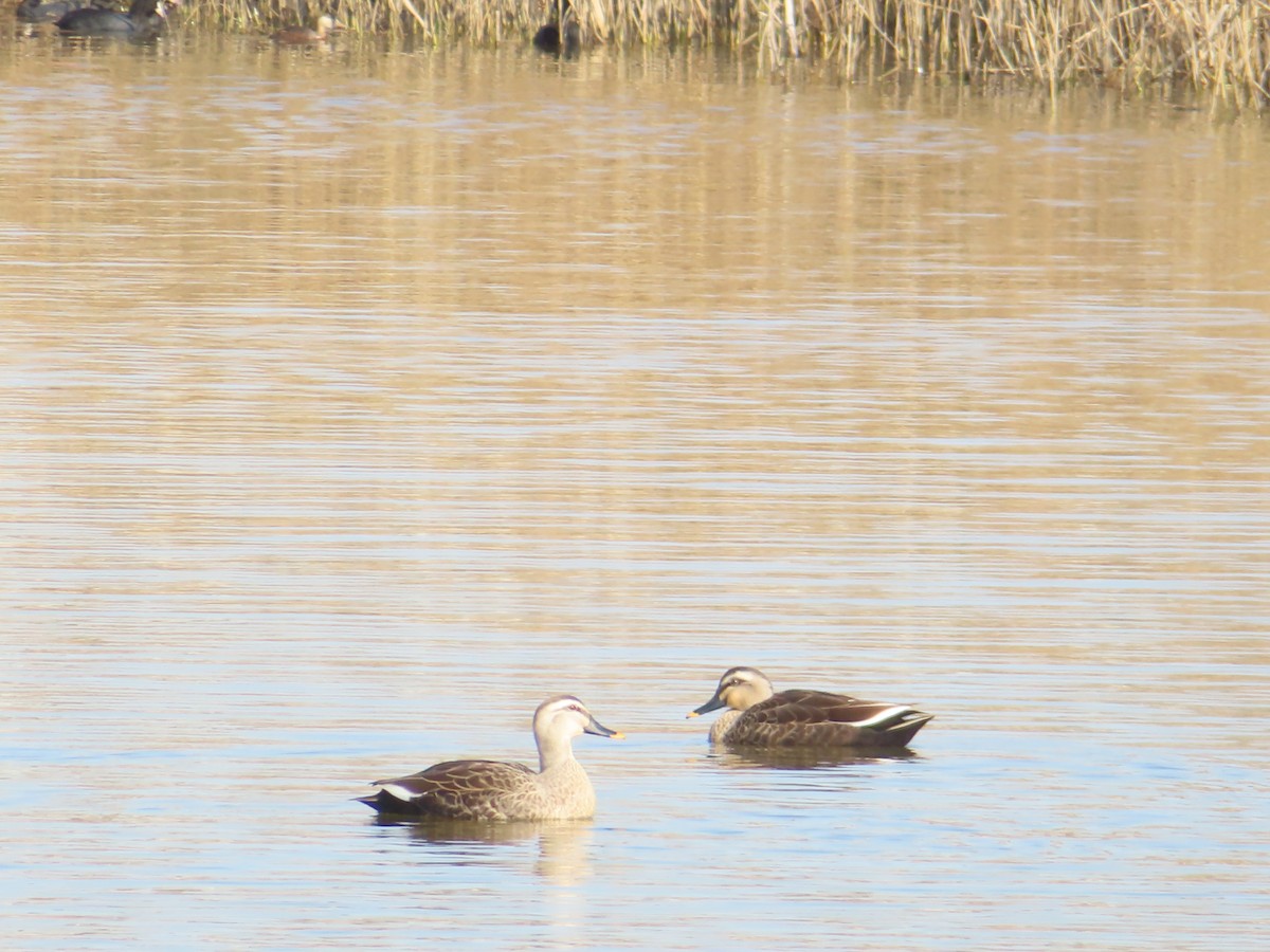 Canard de Chine - ML646171426