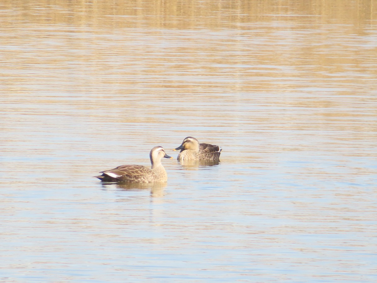 Canard de Chine - ML646171427