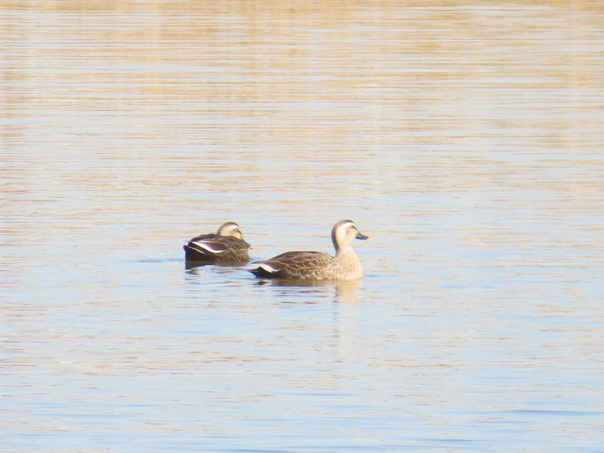 Canard de Chine - ML646171428