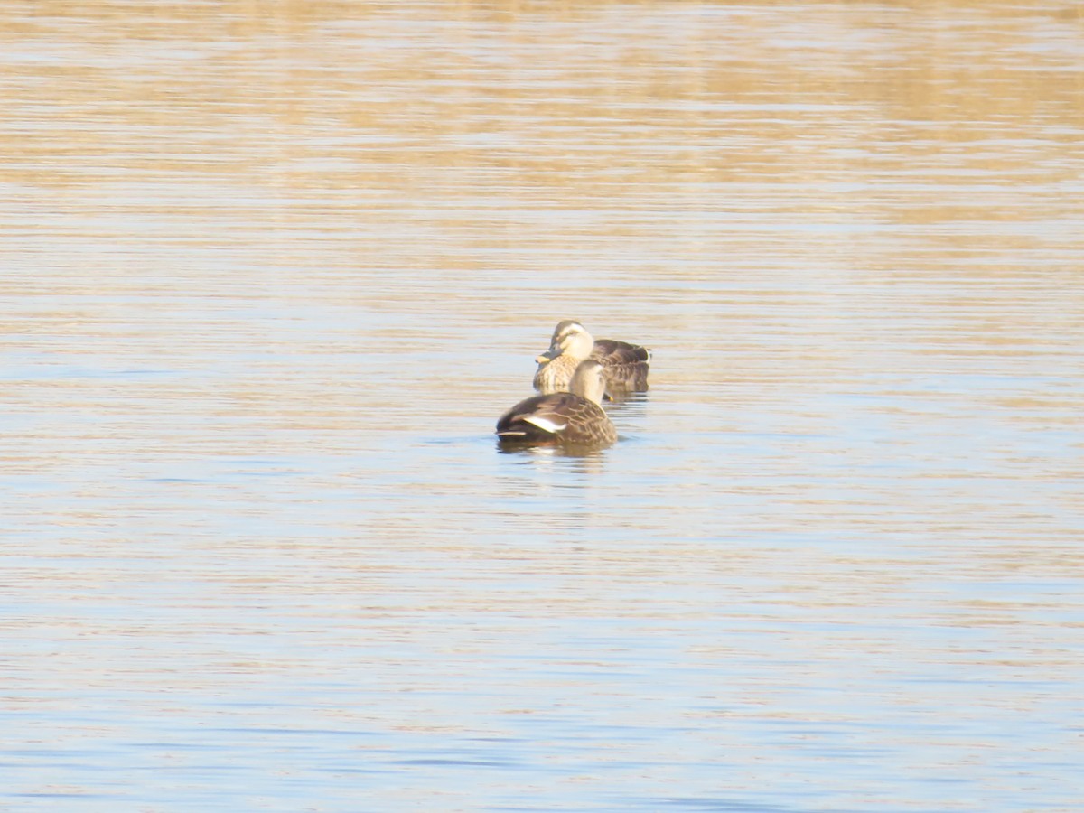 Canard de Chine - ML646171429