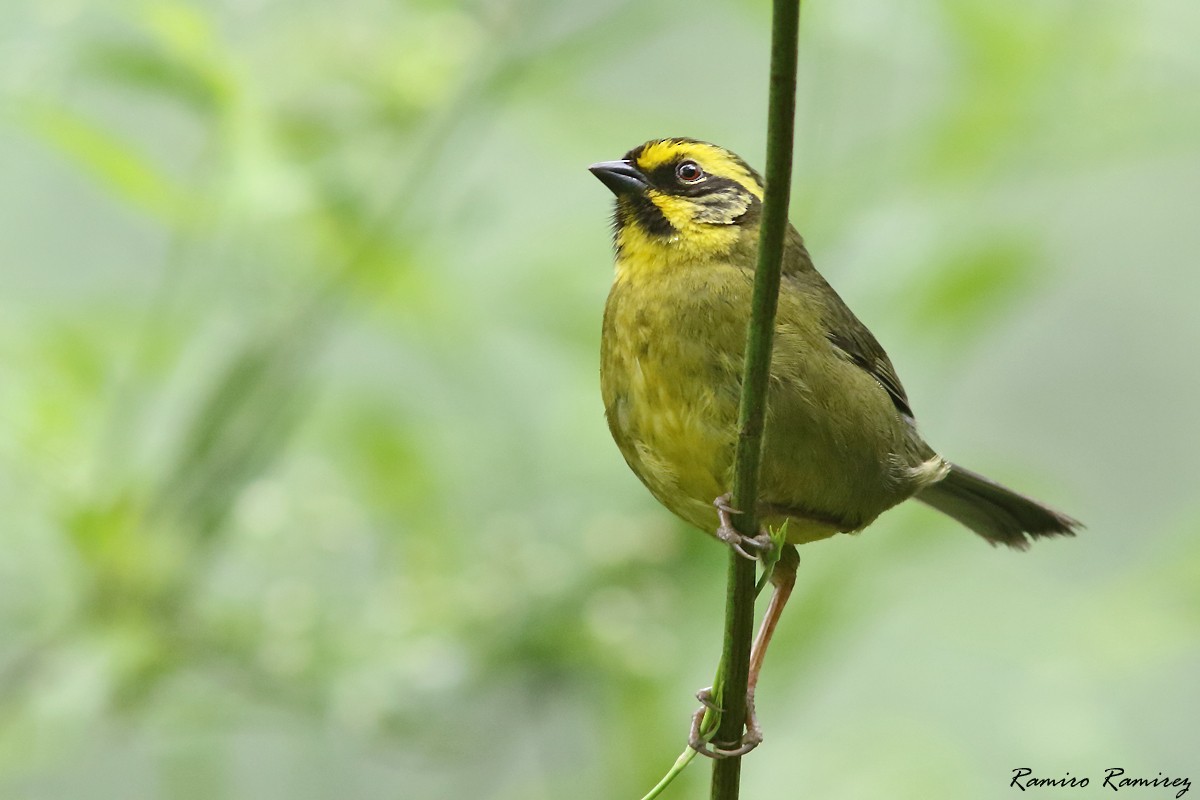 Tohi citrin - ML646171430