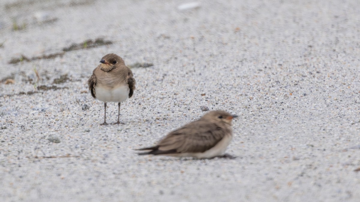 Glaréole orientale - ML646171431
