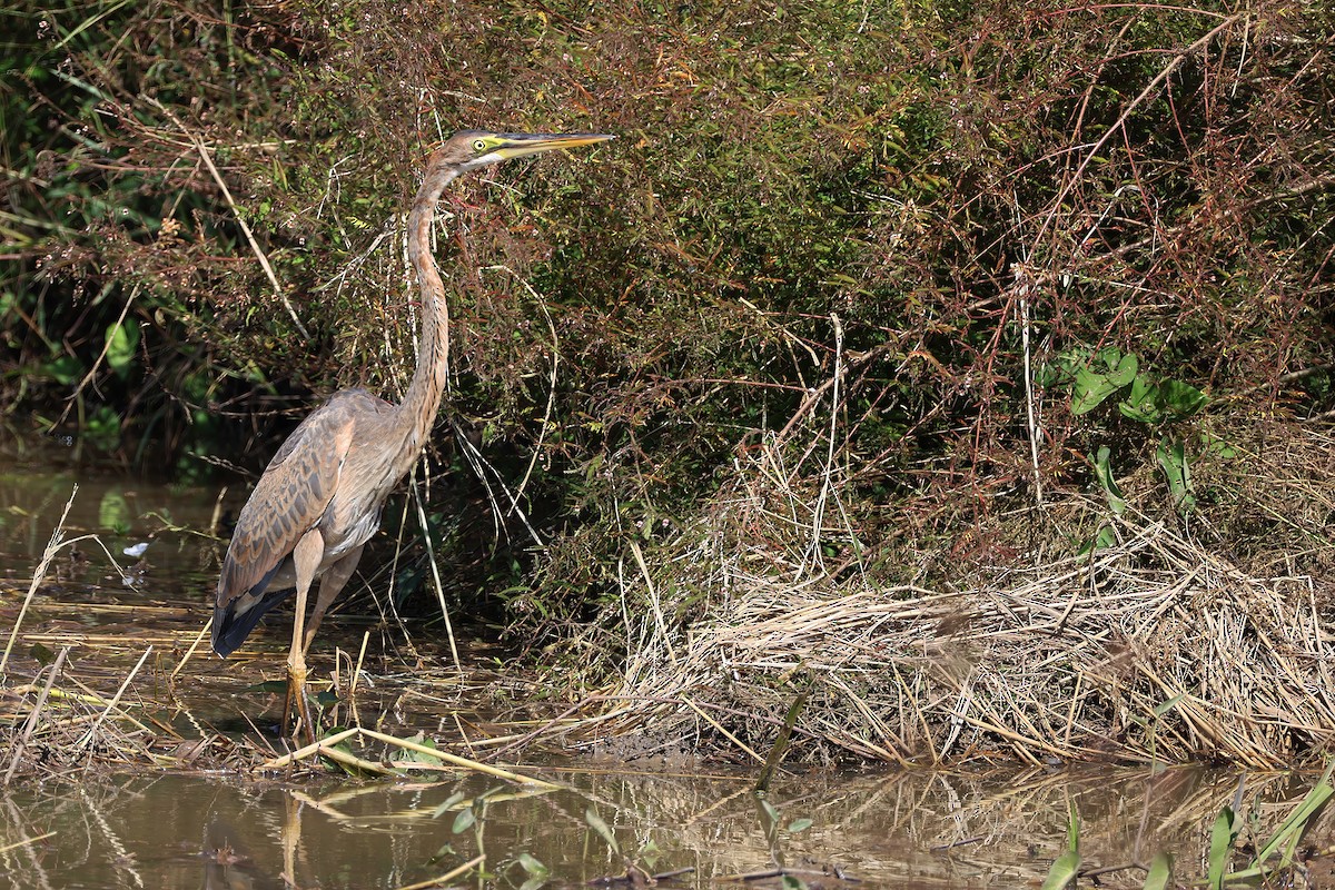 Purple Heron (Purple) - ML646171432