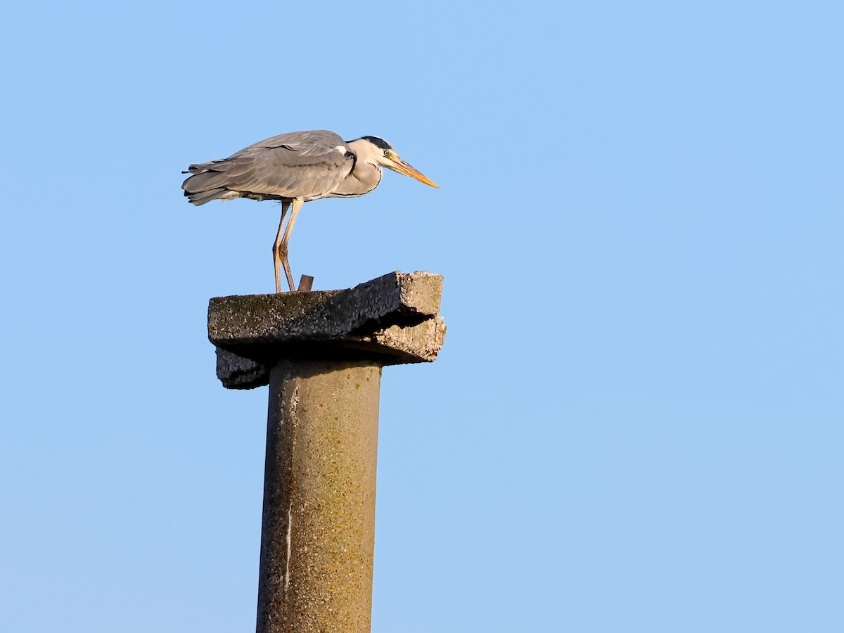 Gray Heron - ML646171442