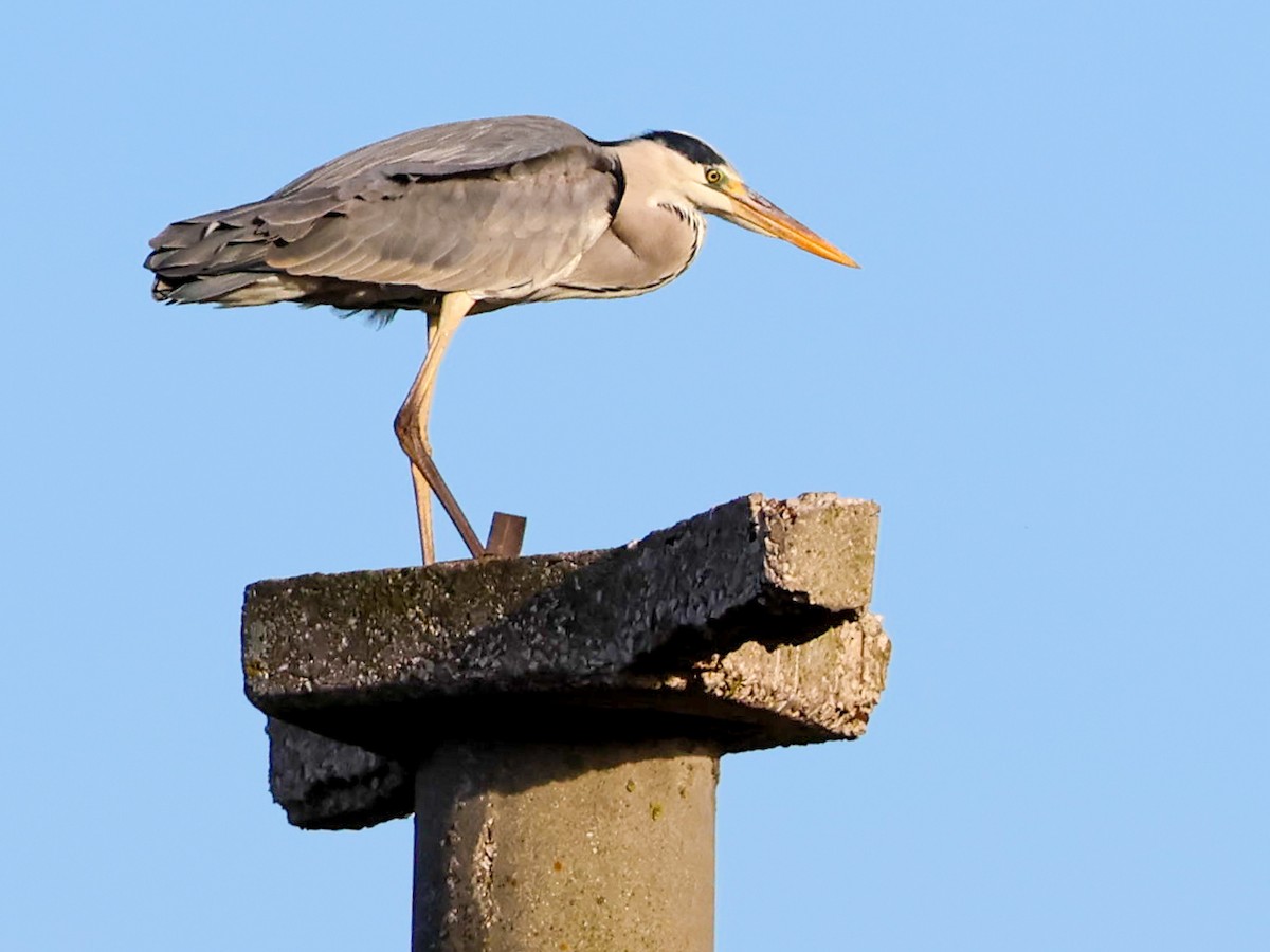 Gray Heron - ML646171443