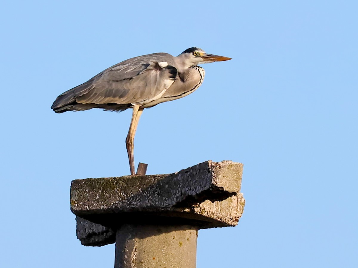Gray Heron - ML646171445